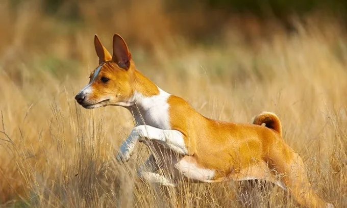 ارز دیجیتال Basenji چیست و چگونه آن را بخریم؟