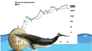 نهنگ‌ها کف قیمت بیت‌کوین را مشخص کردند